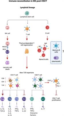 Frontiers | Immune Reconstitution Following Autologous Hematopoietic ...